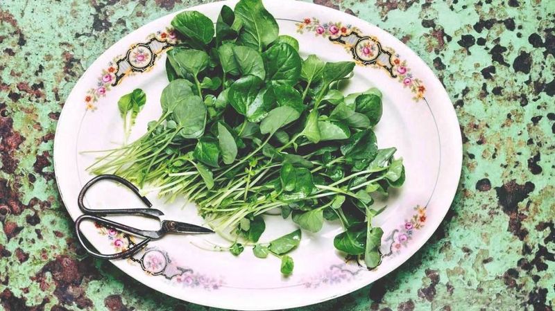 Watercress