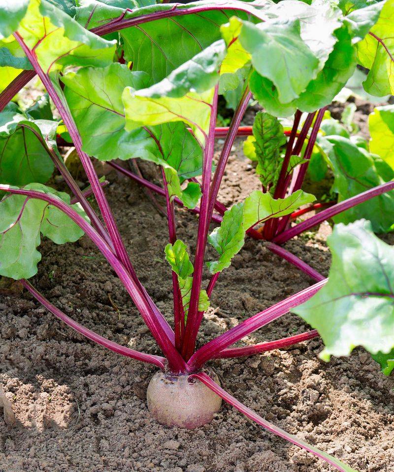 Beet Greens (as greens) – 16 per square (harvest baby leaves)
