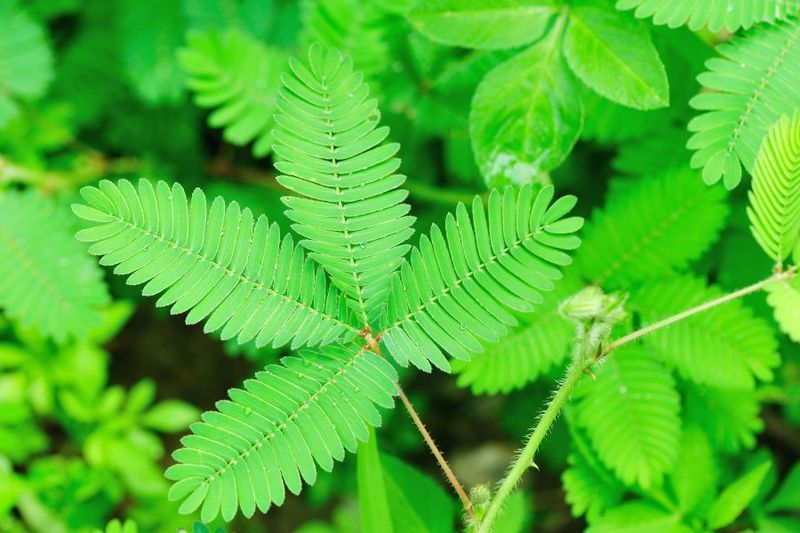 Mimosa Pudica (Sensitive Plant)