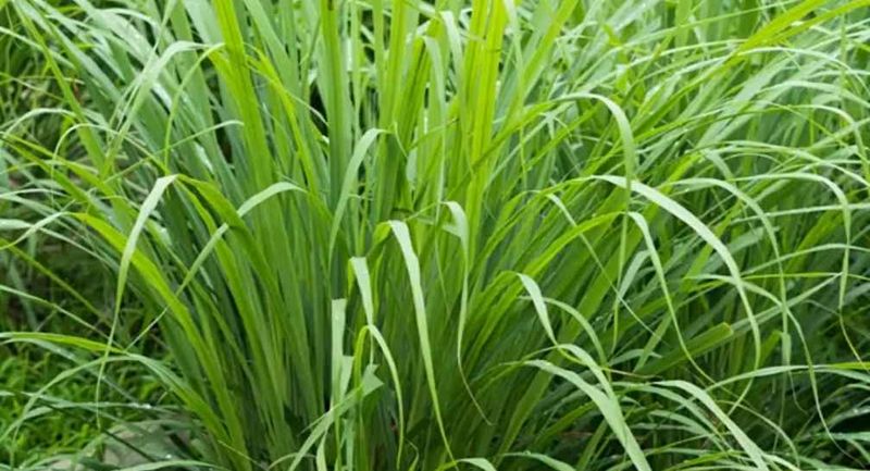 Lemongrass