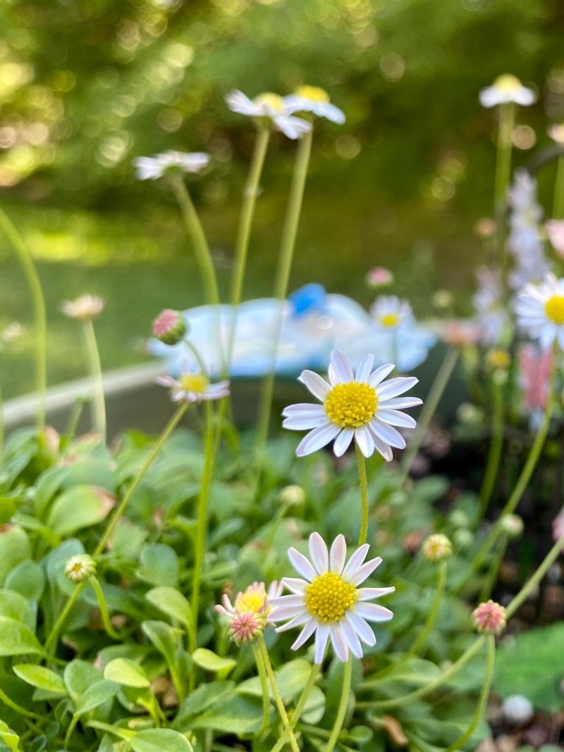 Daisies