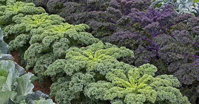 Kale – 4 per square (spaced 6–8″ apart)