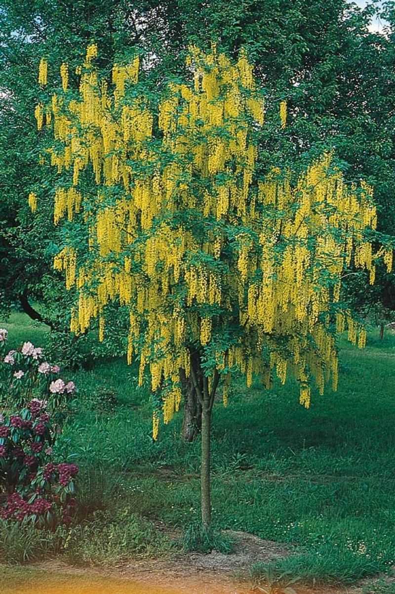 Golden Chain Tree (Laburnum)