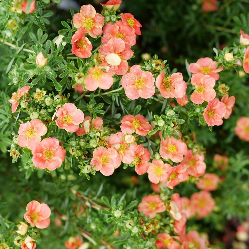 Potentilla (Dasiphora fruticosa)