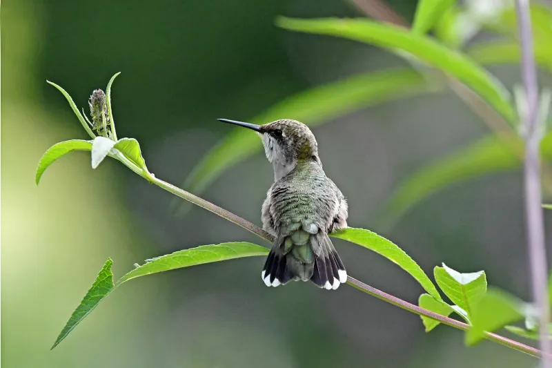 Lack of Perching Areas