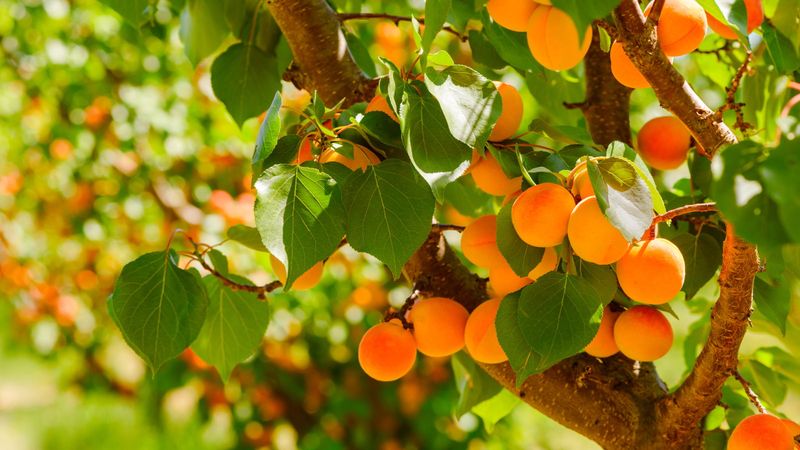 Apricots: Stone Cold Disappointment
