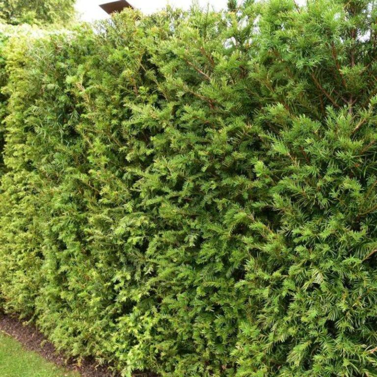 12 Living Fences and Natural Borders: Beautiful Alternatives to Wood ...