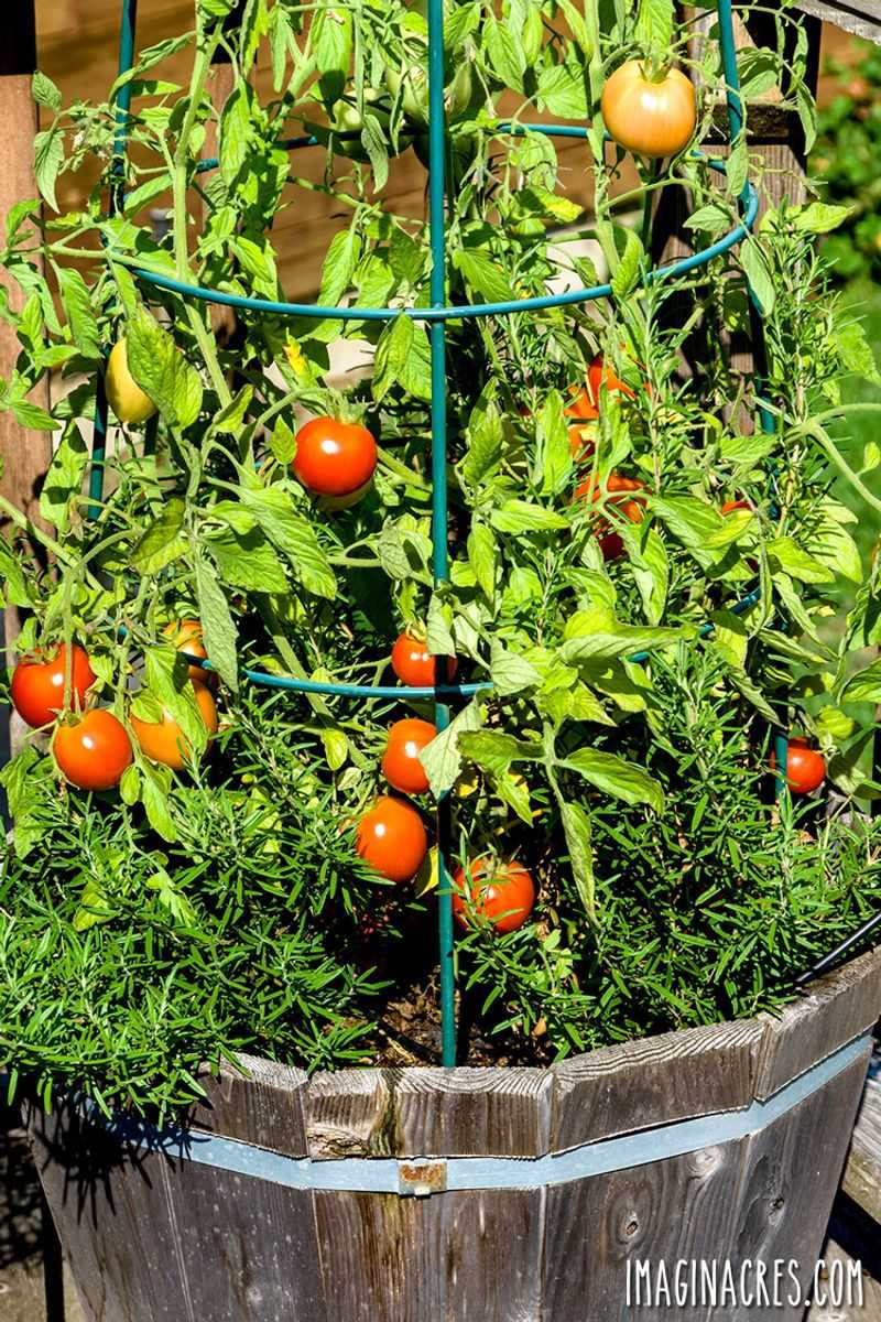 Cherry Tomatoes