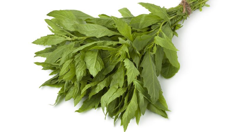 Epazote Herb