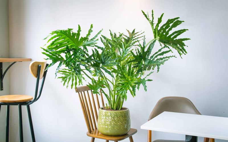 Philodendron (Heartleaf or Selloum)