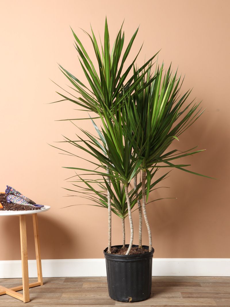Dracaena (Dracaena marginata, ‘Janet Craig’)