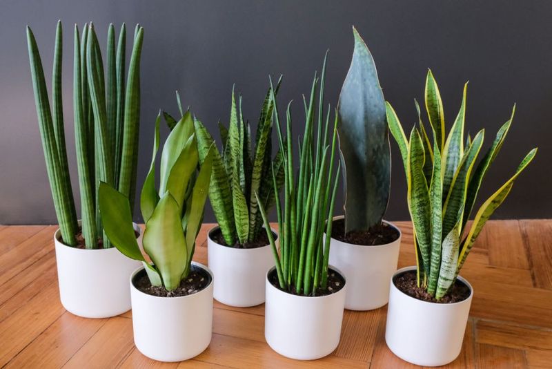 Snake Plant (Sansevieria trifasciata)