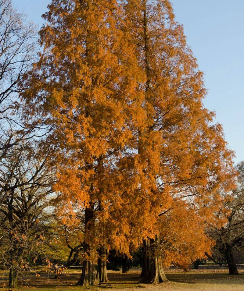 Dawn Redwood