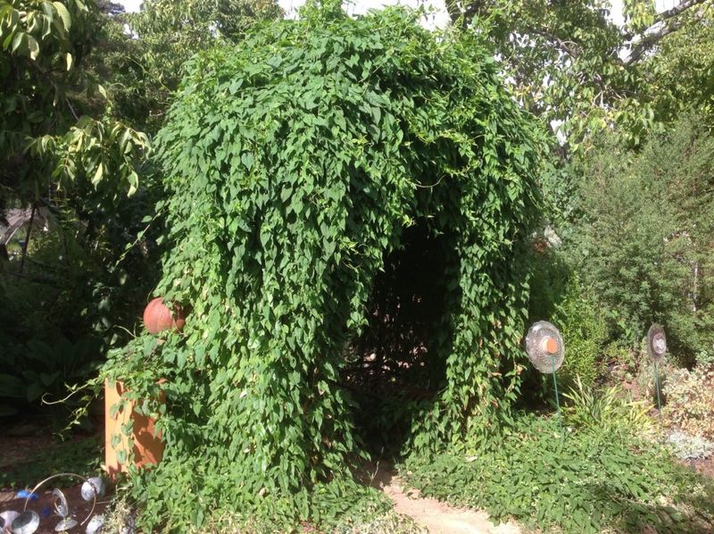Polygonum Multiflorum