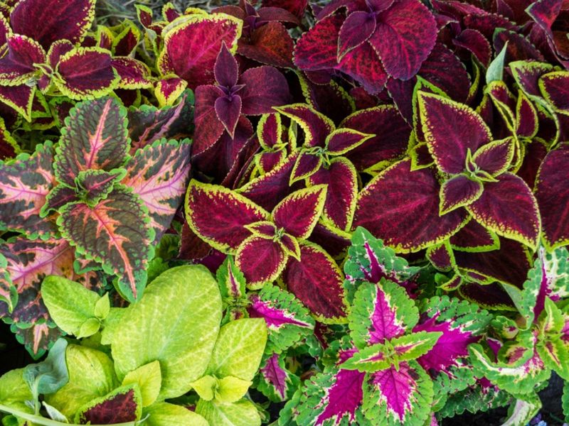 Coleus (Plectranthus scutellarioides)
