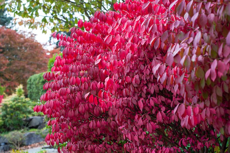 Burning Bush (Euonymus alatus)