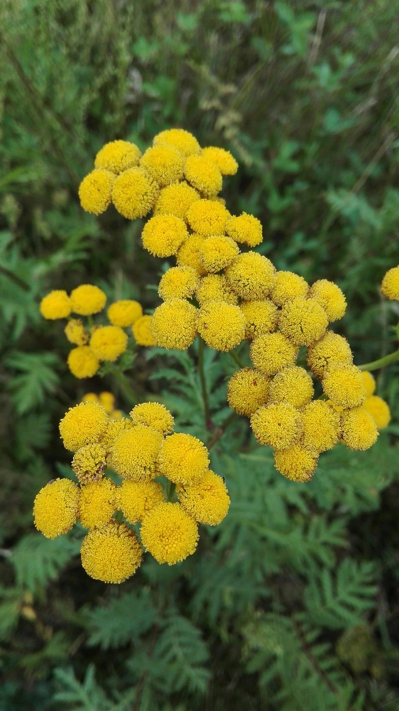 Tansy
