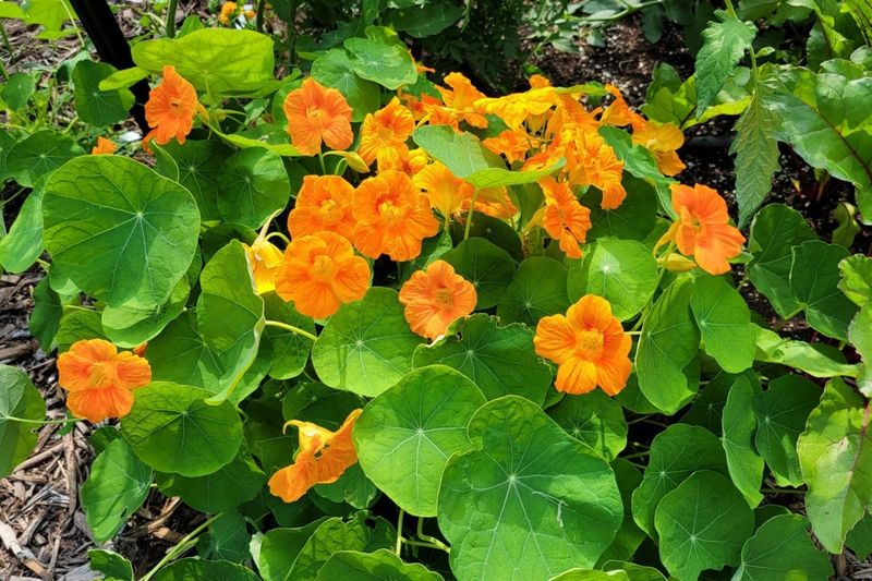 Nasturtiums (Tropaeolum majus)