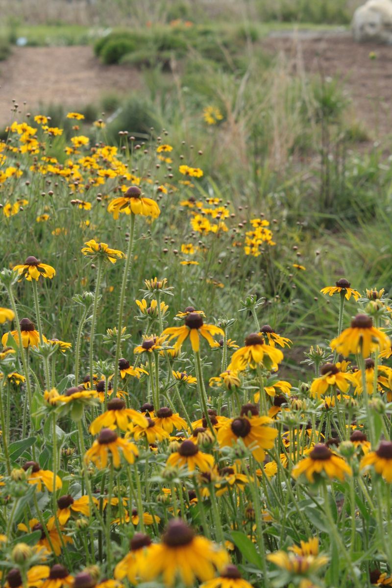Black-Eyed Susan (Rudbeckia)