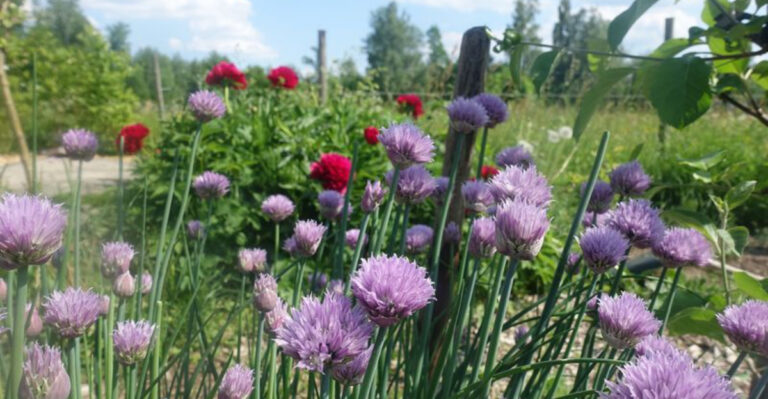 Chives in the Garden: 8 Plants They Love—And 4 They Secretly Hate!