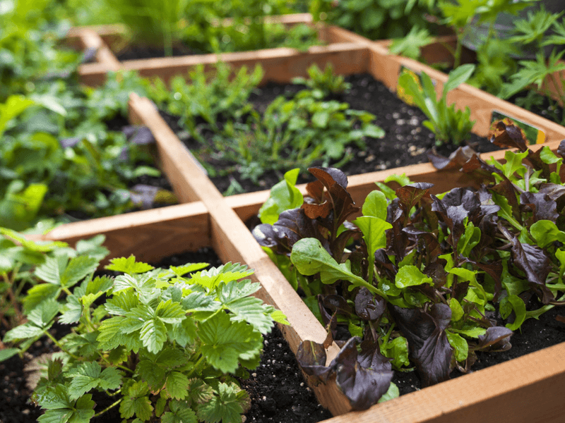 Herbs (Basil, Parsley, Cilantro) – 4–9 per square, depending on size