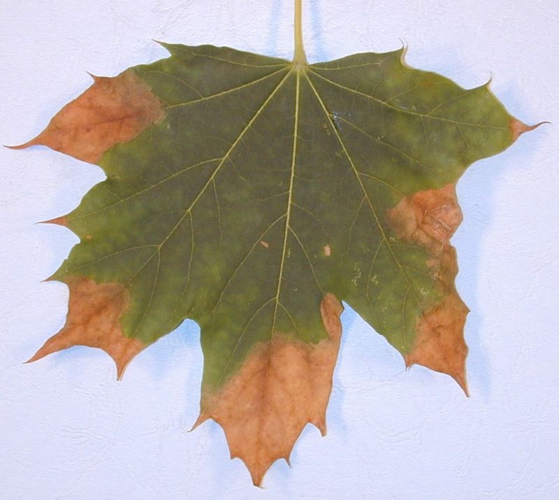 Leaf Scorch