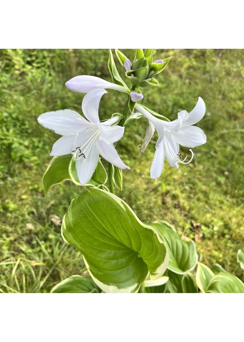 Vanilla Plantain Lily