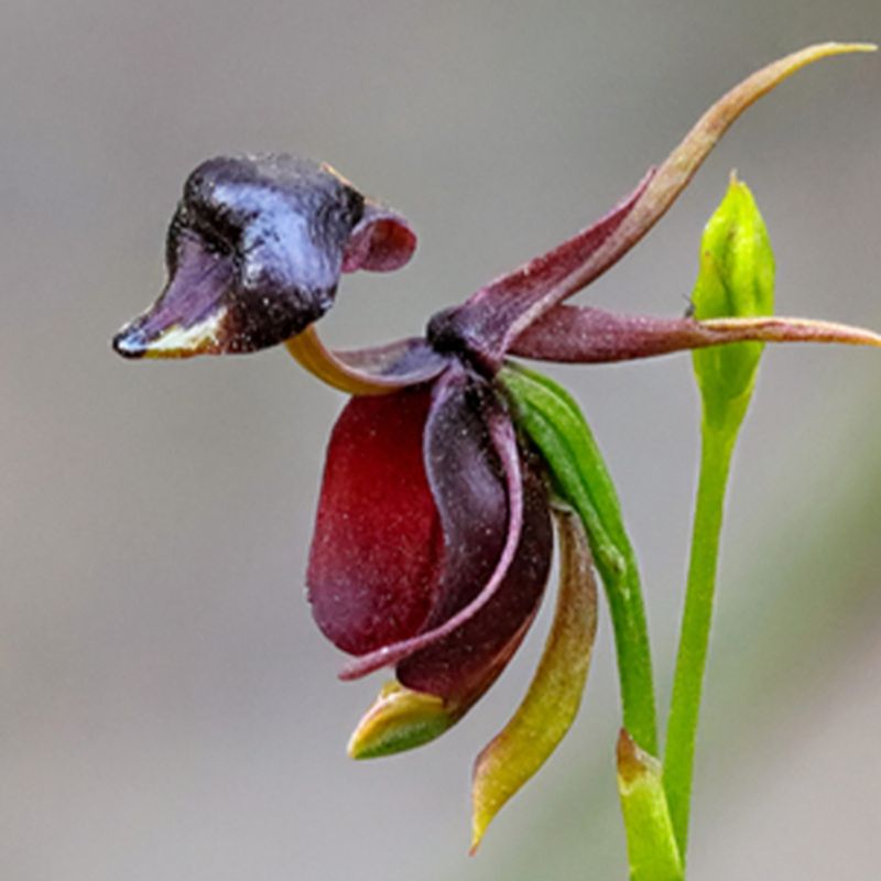 Flying Duck Orchid