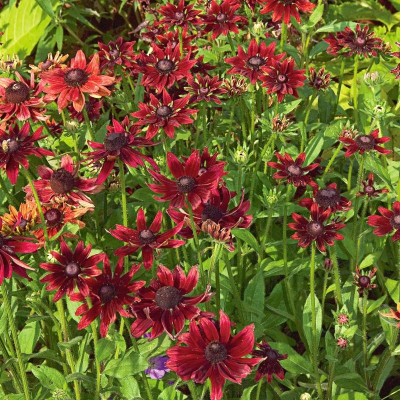 Rudbeckia ‘Cherry Brandy’