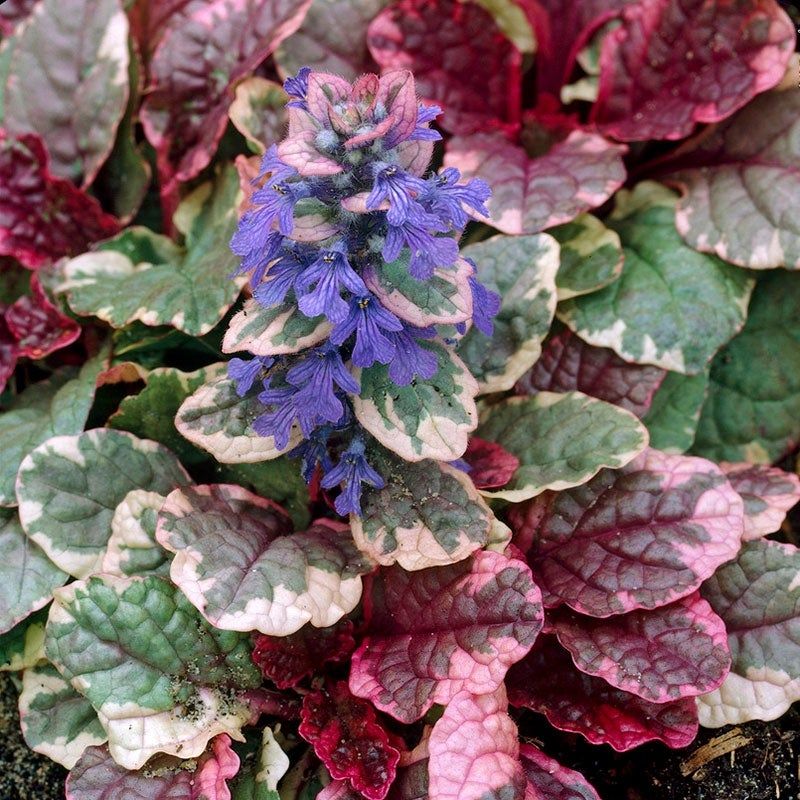 Burgundy Glow Bugleweed