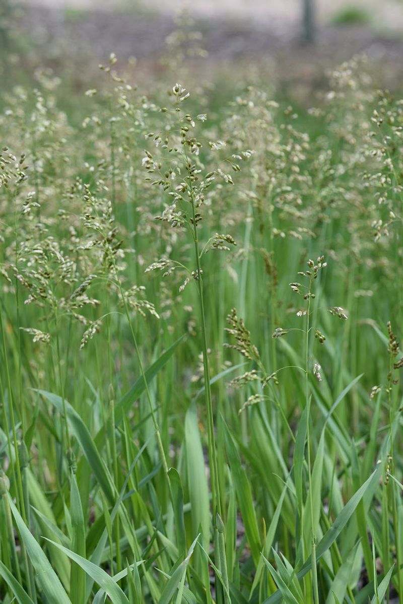 Vanilla Grass