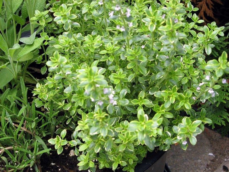 Sweet Lemon Thyme