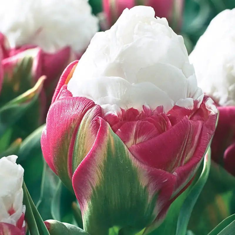 Vanilla Ice Cream Tulip