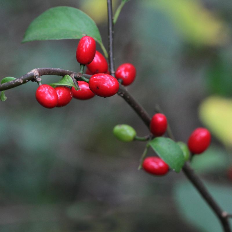 Spicebush (Lindera benzoin)