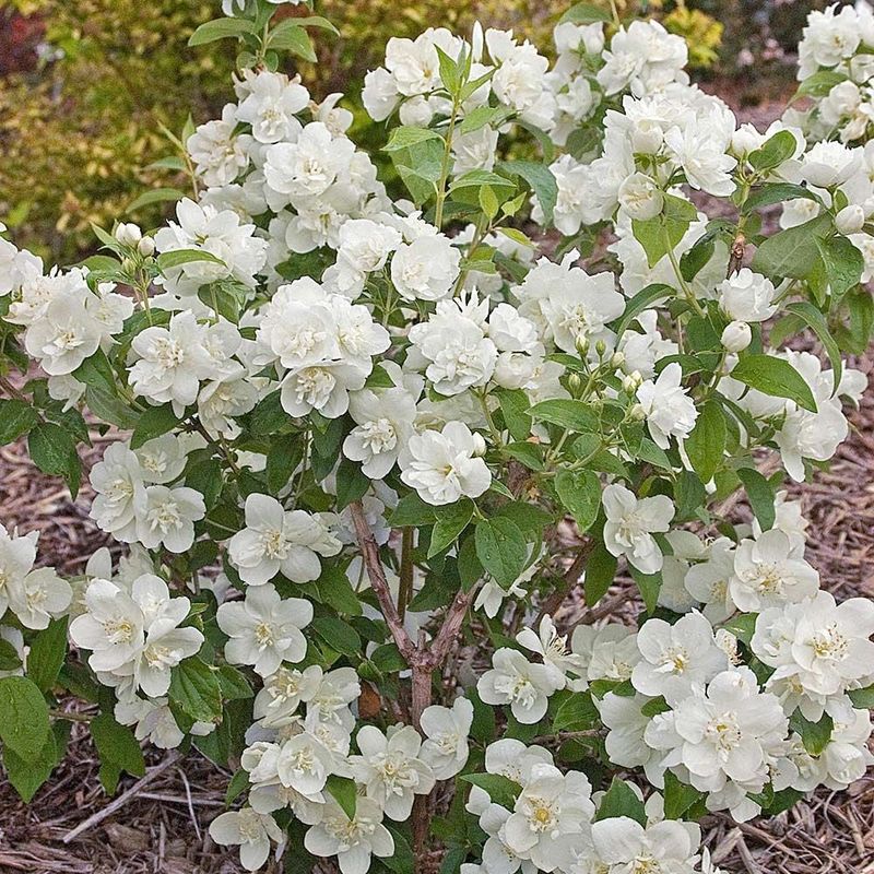 Mock Orange