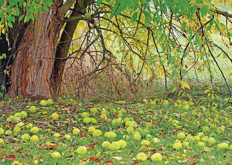 Osage Orange