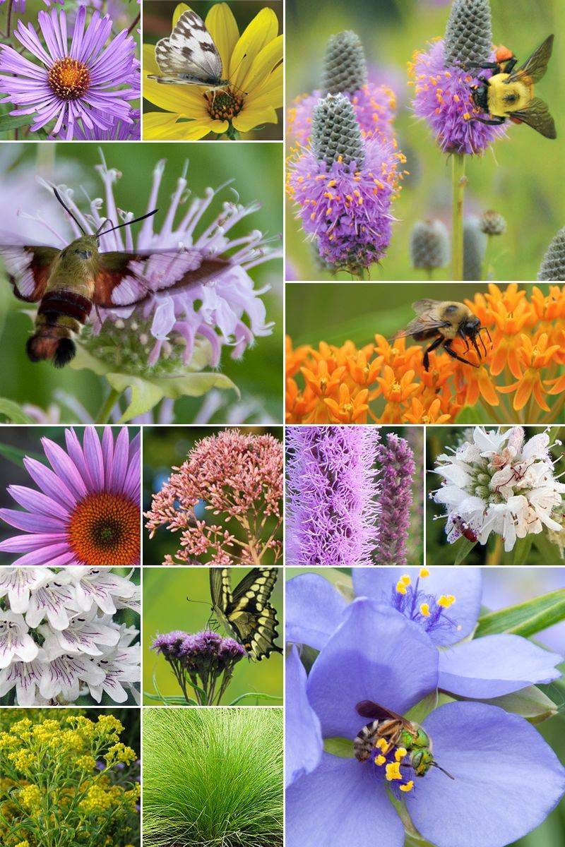 Prioritize Native Wildflowers for Pollinators