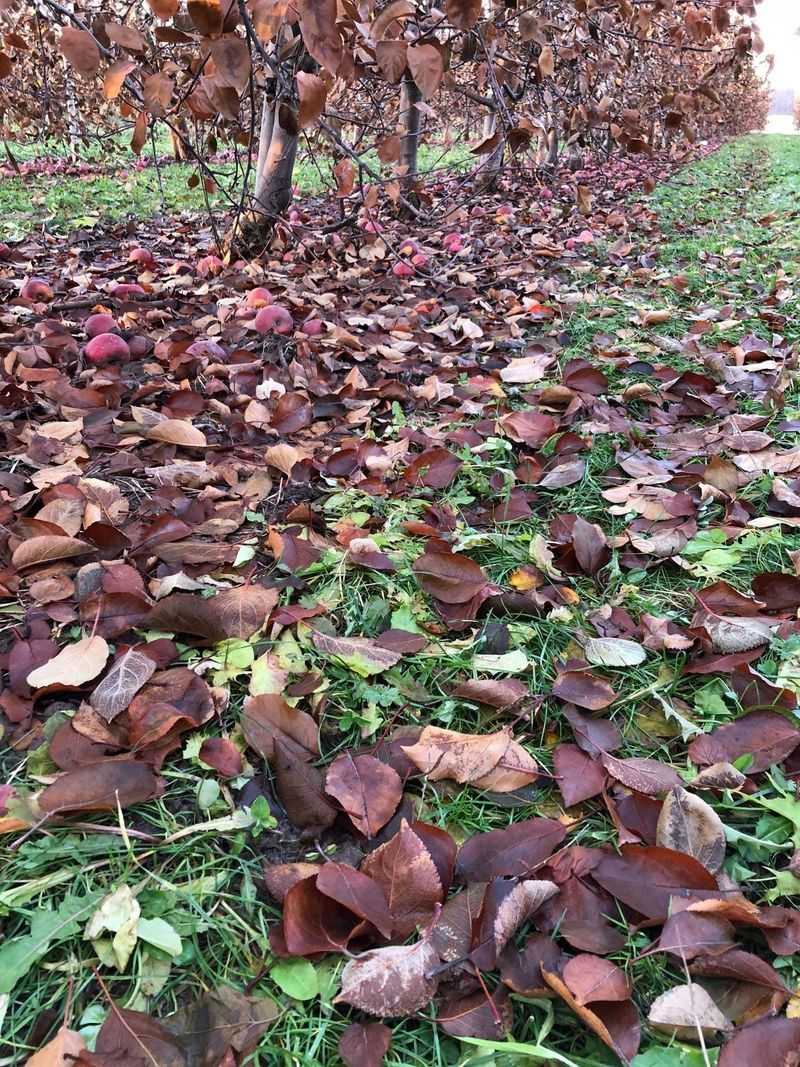 Rake and Remove Fallen Leaves
