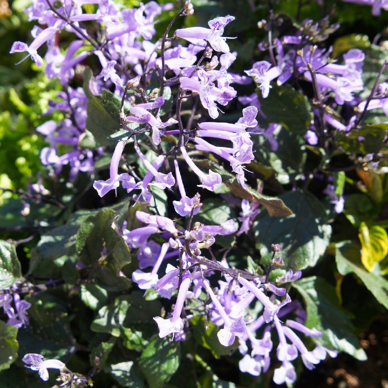 Enhancing Bloom Longevity