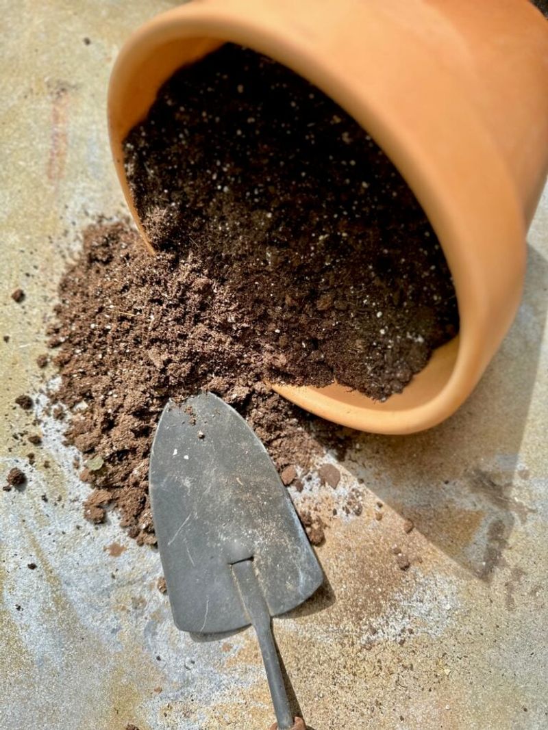 Understanding Soil Requirements