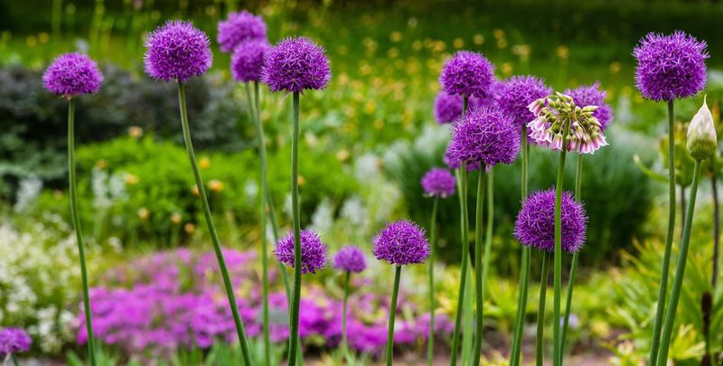 Ornamental Onion (Allium spp.)