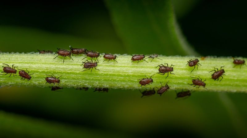 Aphids