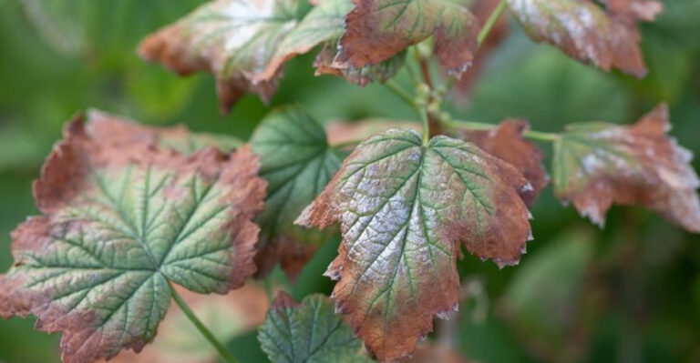 Chrysanthemum Killers: 15 Pests and Diseases That Could Ruin Your Mums