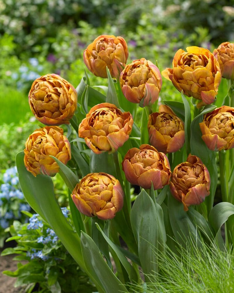 Tulip ‘Brownie’