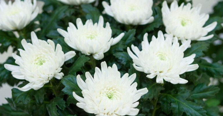 Chrysanthemums Are Back and Cooler Than Ever: 7 Reasons Why You Need Them Now