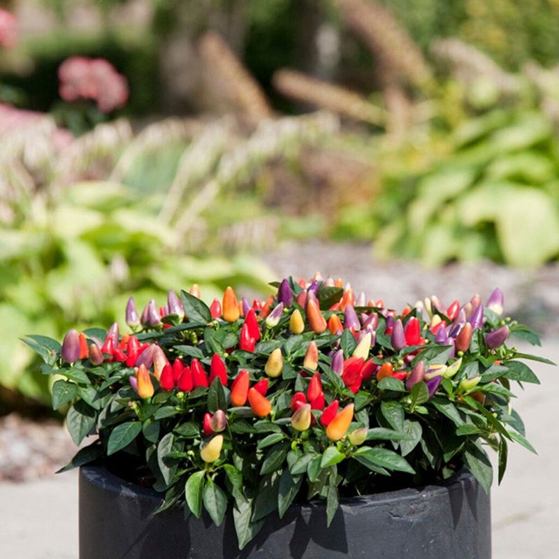 Ornamental Peppers