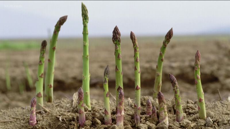 Asparagus