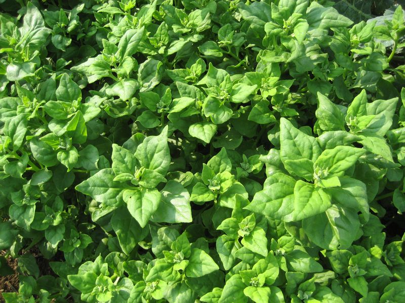 New Zealand Spinach