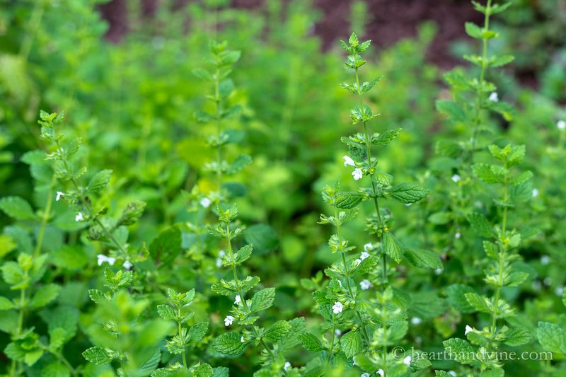 Lemon Balm (Melissa officinalis)