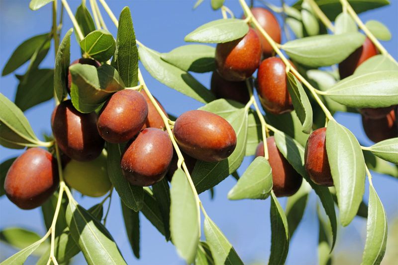 Jujube (Ziziphus jujuba)